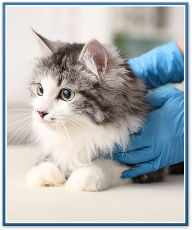 belleville/ann arbor veterinary clients