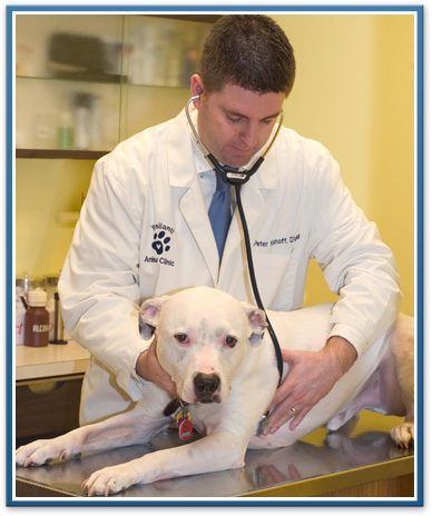 ypsilanti animal hospital pet services